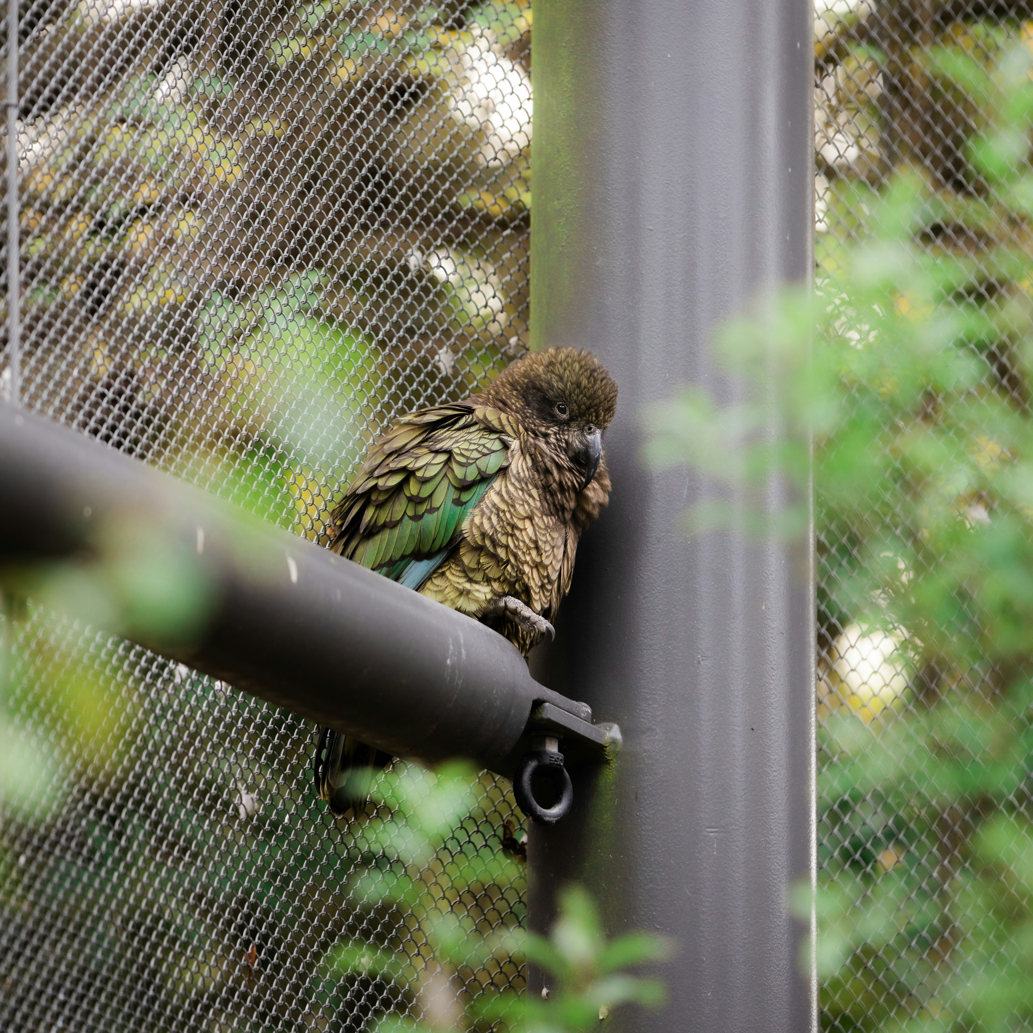 green and brown bird on black metal fence during daytime